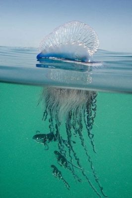  Bluebottle! Discover its Exquisite Shell Structure and Fascinating Feeding Habits