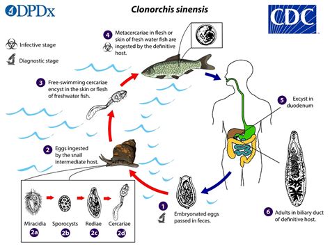   Clonorchis!  A Masterful Parasite That Thrives in Freshwater Fish