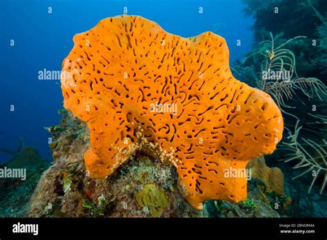  Elephant Ear Sponge: A Master of Camouflage With an Unconventional Feeding Strategy!