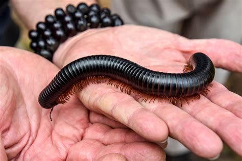  Giant Millipede: The Slow-Moving Forest Recycler with a Million Legs (Maybe!)