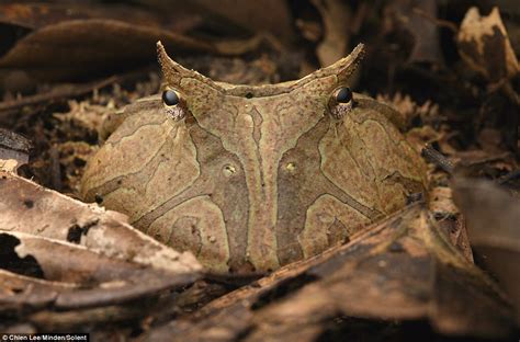  Horned Frog! Discover This Amphibian’s Incredible Camouflage Abilities and Its Carnivorous Nature