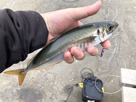  Jack Mackerel! A Glimpse into the Sparkling World of This Fast-Swimming, Deep-Diving Fish