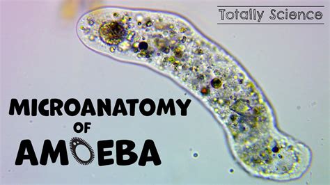  Jubileejohnsonia! Discover the Curious World of a Microscopic Amoeboid