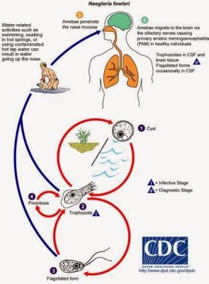  Naegleria: A Tiny Terror Lurking in Warm Waters!