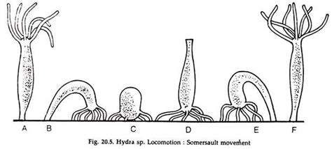  Neorhabdoides: A Tiny Marvel of Regeneration and Locomotion!