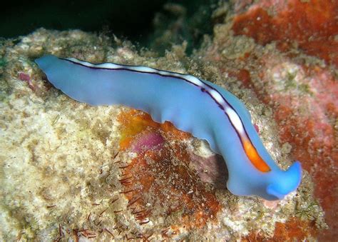  OrchestratorWorm: A Tiny Free-Living Flatworm Orchestrating Its Own Underwater Symphony!