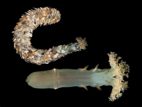 Owenia - A Magnificent Marine Worm That Embraces Both Sedentary and Free-Swimming Lifestyles!