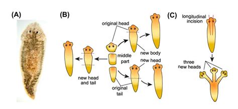  Planaria! Discover the Tiny Flatworm with Remarkable Regenerative Abilities