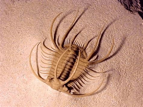  Trilobite: A Prehistoric Creature That Walks on Many Legs and Hides in Caves!