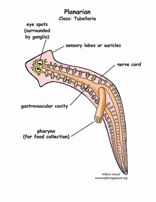  Turbellarian Triclad:  A Master of Regeneration and a Carnivorous Connoisseur!