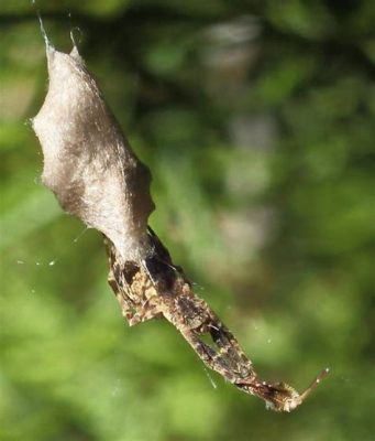  Uloborus!  A Tiny Weaver With An Appetite For Trouble