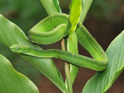  Umbrella Leaf Snake!  A Master of Disguise With Smooth Scales That Blend Perfectly Into Its Rainforest Home