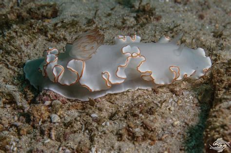  Voittia! A Tiny Freshwater Wonder With Colorful Stripes,  A Free-Living Flatworm That Thrives in a Variety of Aquatic Environments