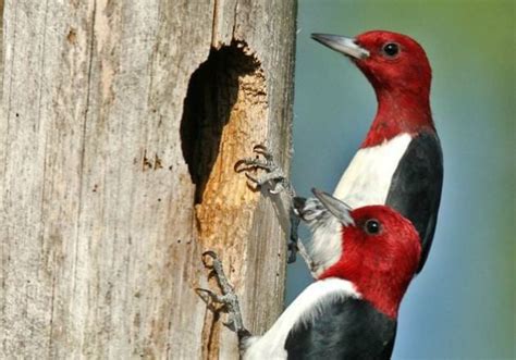  นก Woodpecker น้องเล็กตัวแสบ ที่ช่างฝีมือในการสร้างรังไม่แพ้ช่างไม้