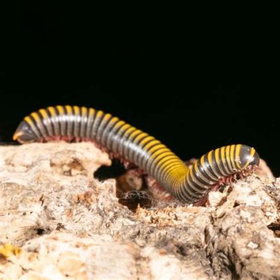  Worm Millipede:  The Underrated Marvel of Subterranean Delights!