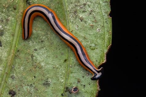  Yellow Planarian! This Fascinating Freshwater Creature Can Regenerate Its Entire Body and Thrives in the Shady Depths