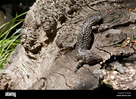  Yellow-Spotted Lizard:  A Miniature Master of Camouflage Hiding in Plain Sight!