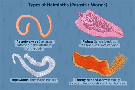  Yoshidacystis: Parasitic Worms With Tiny Hooks That Love Your Fish!