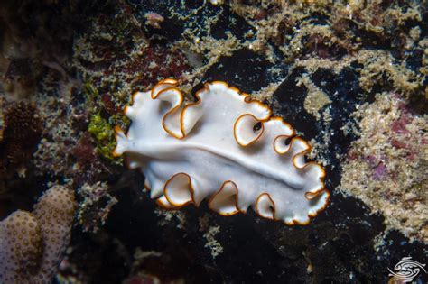  Zoogonus: Discover the Amazing Secrets of This Marine Flatworm That Eats Its Own Prey!