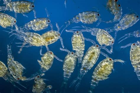  Zooplankton Eating Zenopetalia! This Magnificent Sponge Makes a Living on Tiny Creatures