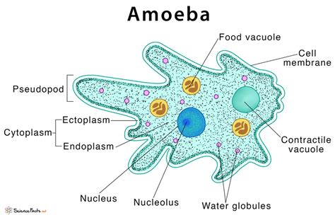  Zoothamnium! Discover This Curious Amoeboid Creature That Thrives on Aquatic Surfaces